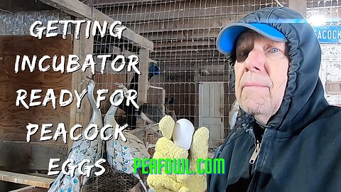 Getting Incubator Ready For Peacock Eggs, Peacock Minute, peafowl.com