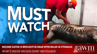 Record Gator Is Brought In Dead With Bulge In Stomach. Taxidermist Finds 115-Pound Object Inside