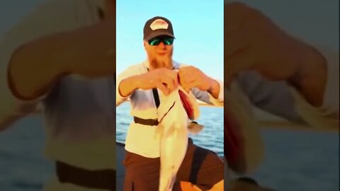 Justin Royal Catches GIANT Fish on the Ridge Worm (Best Summer Bait Ever??) #fishing #bassfishing
