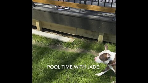 Pool time with the pit bull.