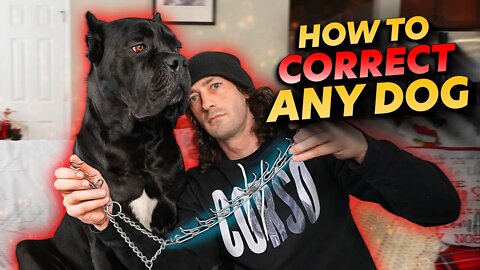 How To Correct Any Dog - Cane Corso
