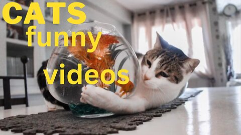 Cats funny videos /Cats Caught on Cam: Epic Furry Fails Compilation
