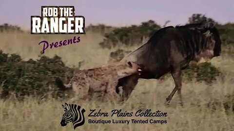 Lone Hyena Takes Down Wildebeest | Zebra Plains Mara Camp | Maasai Mara