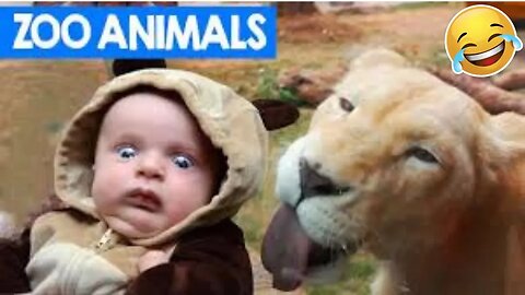 💥Funniest Pet And Reactions Viral Weekly LOL😂🙃 of 2019| Funny Animal Videos💥👌