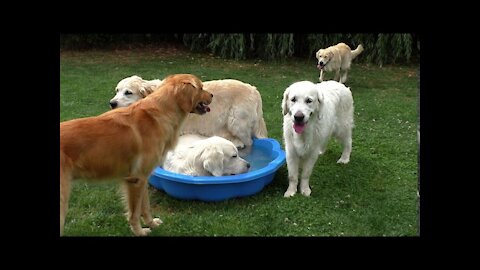 Golden Retriever Pool Party