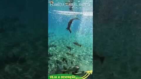 LONTRA SÓ FOI RESPIRAR #shorts #planetaanimalshorts #animals