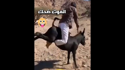 Laughing death 🤣🤣 Ugly donkey kicks owner Funny clips Laugh to death Funny animals - 2021 - 9