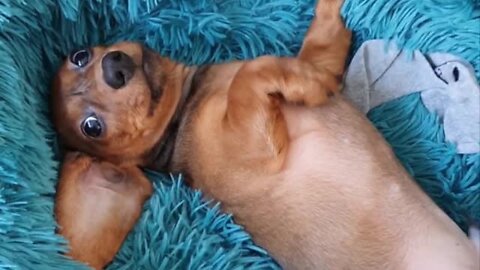 Dachshund Puppy Adorably Demands More Belly Rubs