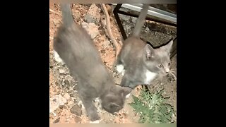 Grey kitties