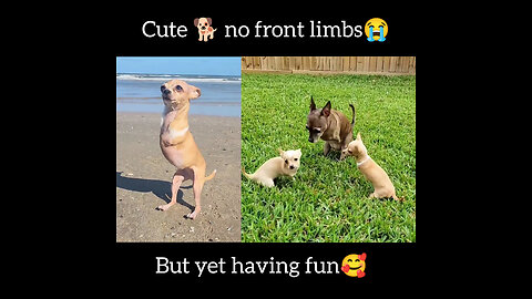 Cute puppies🐕 born with no front limbs😭 but having most fun🥰