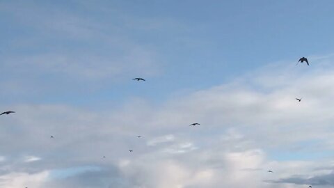 Murder of Crows Flying in Cloudy Sky