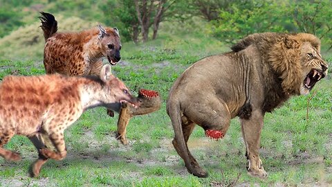 The Lion's Leg Was Bitten Off By Hyena During A Fierce Confrontation Over Food - Lion Vs Hyenas