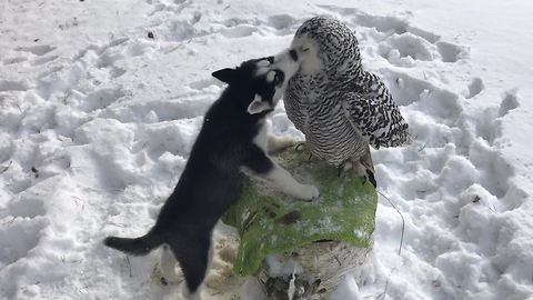 Husky puppy shares incredible friendship with owl