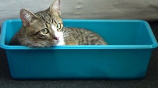 Cat in a Tray, Ready to Be Put in the Oven