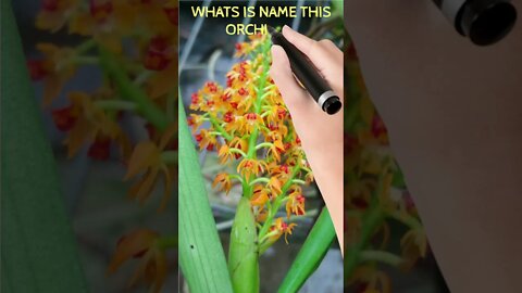 WHATS IS NAME THIS ORCHIDS?