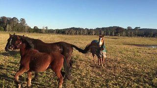 Cleo protecting Paddy when he is introduced to the community paddock