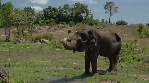 Elephant, No Copyright Video, Copyright Free, Motion Graphics, Background, Animals, Zoo, Wildlife, Y