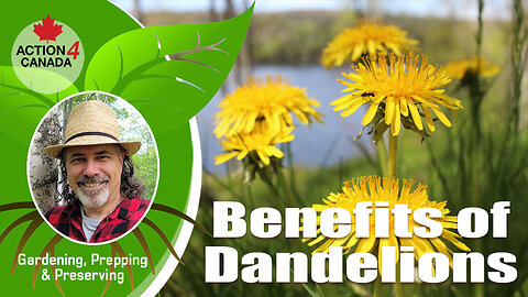 A4C Prepper Dan: The Benefits of Dandelions Vlog13