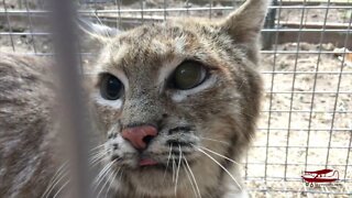 Bobcat