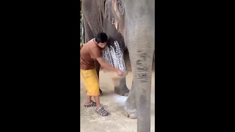 🐘 Un elefante con protesis!