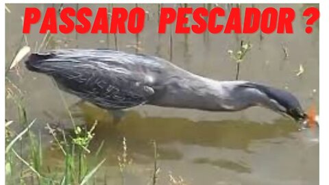 PASSARO PESCADOR