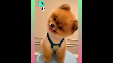 Cute and Funny Dog Videos Compilation,🐕🐕