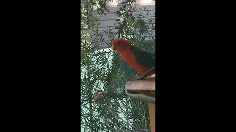 beautiful Australian King Parrot