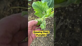 Jack & Bubba Giant Pumpkin #gardening #pumpkins #giantpumpkin