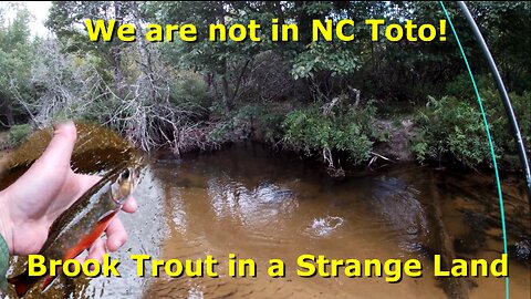Not in NC anymore Toto | Fly Fishing for Brook Trout in a Special Place