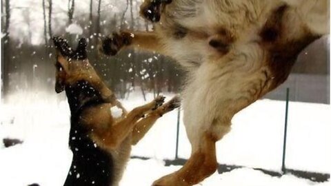 Funny dog fighting with cat