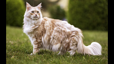 Ragdoll cat beautiful