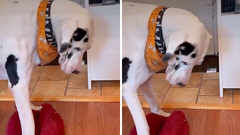 Great Dane Thinks He Can Fit In Tiny Doggy Bed