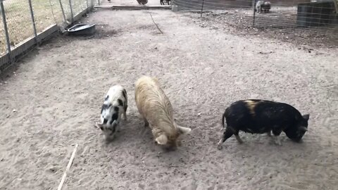 It is Baby Pig Time on the Farm!