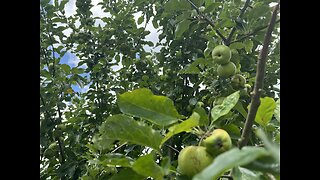 Are all apples edible? wild growing apple tree.
