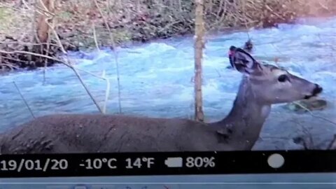 Checking Trail Cameras after Deer Season