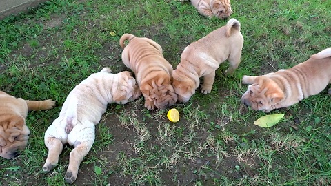 Shar Pei puppies totally baffled by lemon slice