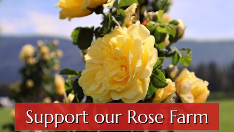 Support our Rose Farm