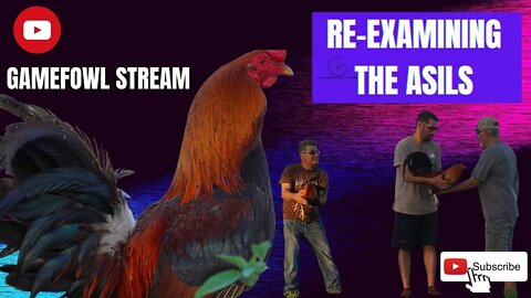 RE-EXAMINING THE ASIL Bloodline / GAMEFOWL STREAM