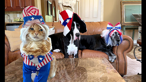 Funny Cat & Great Danes Celebrate 4th of July USA Independence Day