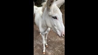 Friendly Donkeys | DDRanch