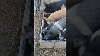 Sausage fest 2023 - pigs eating #homesteading #ipp #kunekune #pigbreeds #mangalitsa