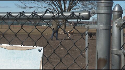 North Tonawanda dog control officer provides tips to break up dog fights