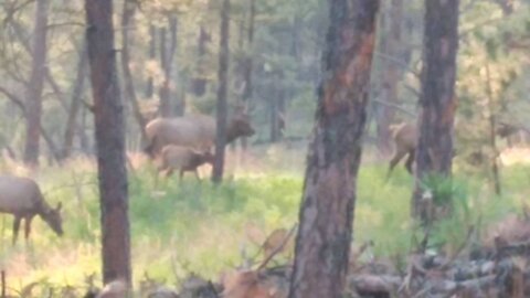 South Dakota Elk