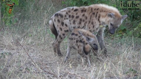 Hyenas Play With Sticks