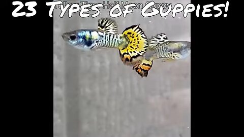 23 Types of Guppies!