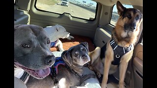 Doggy Road Trip with Four Dogs in the K9 Unit!!!