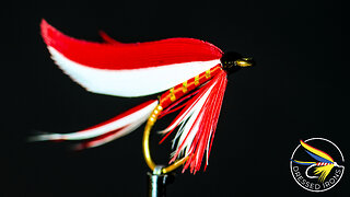 Tying the Ibis & White - Dressed Irons