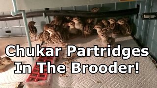 Chukar Partridges Hatched And In Brooder Box!