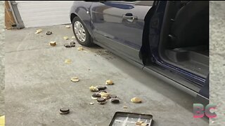 Bear helps itself to 60 cupcakes from Connecticut bakery, scares employees