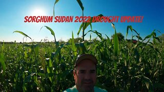 Sorghum Sudan 2022 Texas Drought Update!
